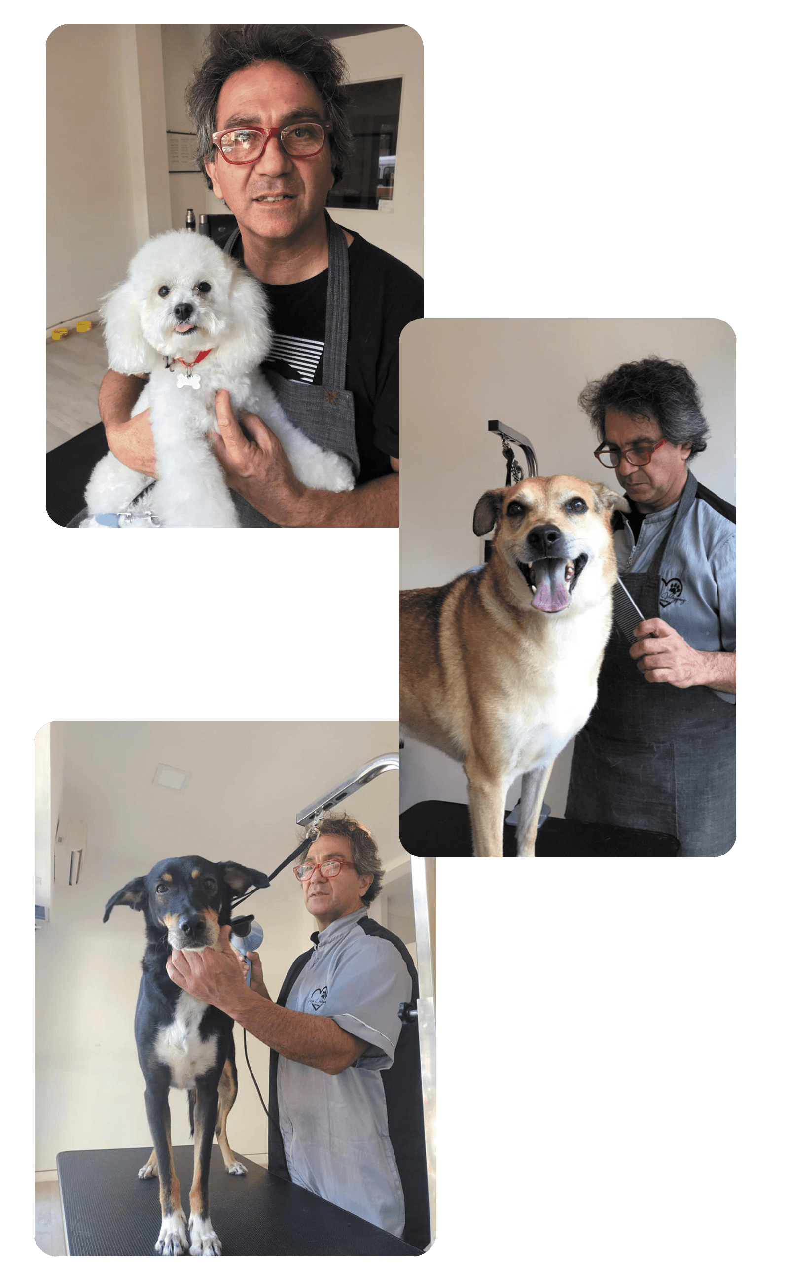 Sergio Velazquez, peluquero canino profesional en Martínez